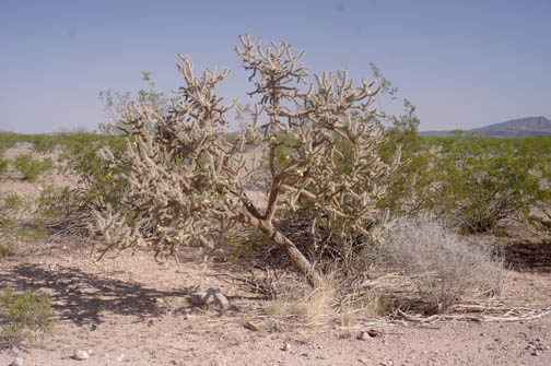 Cylindropuntia spinosior